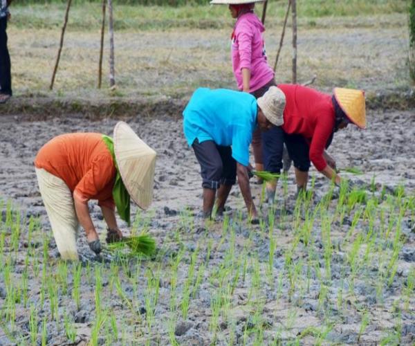 Hama, Penyakit, Minim Air Menghambat Swasembada Pangan