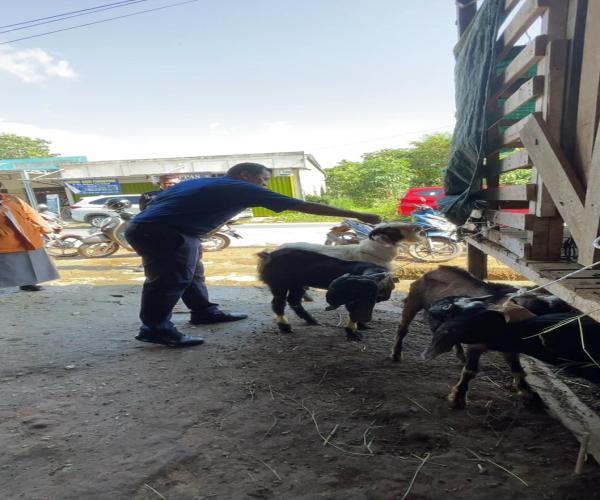 Pegawai DinsosPMD Sedekah Kurban Lima Ekor Kambing
